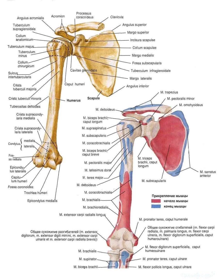 102_cr.jpg