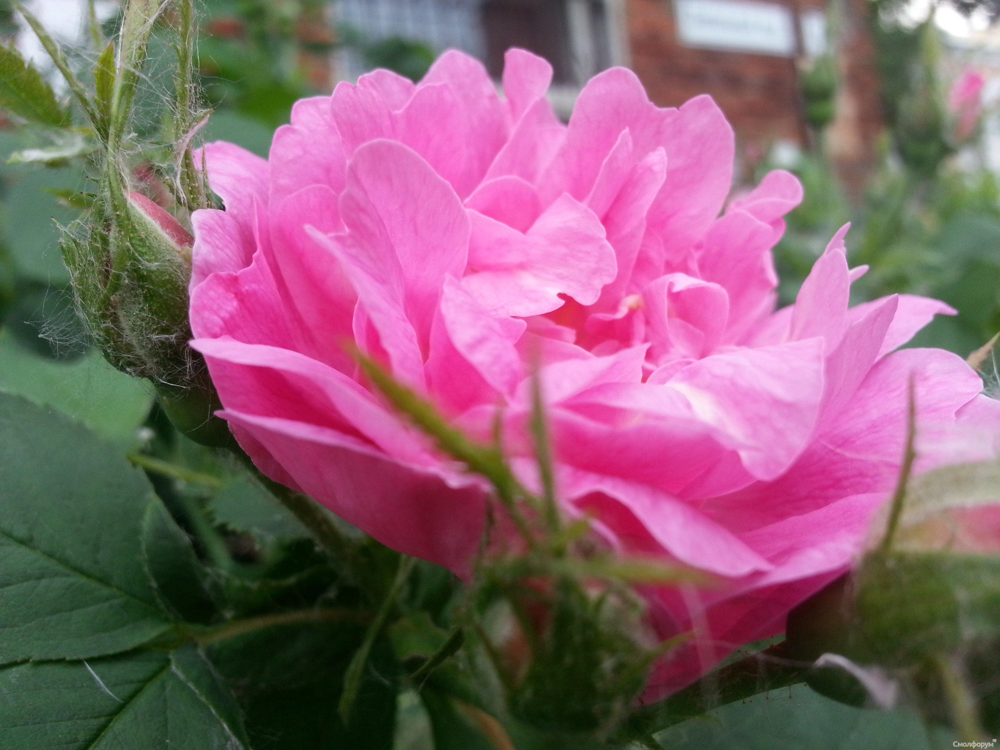 20130605_190317_7.jpg